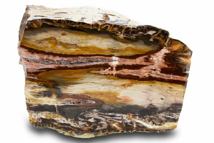 Colorful Polished Petrified Wood Stand Up - Utah #302988